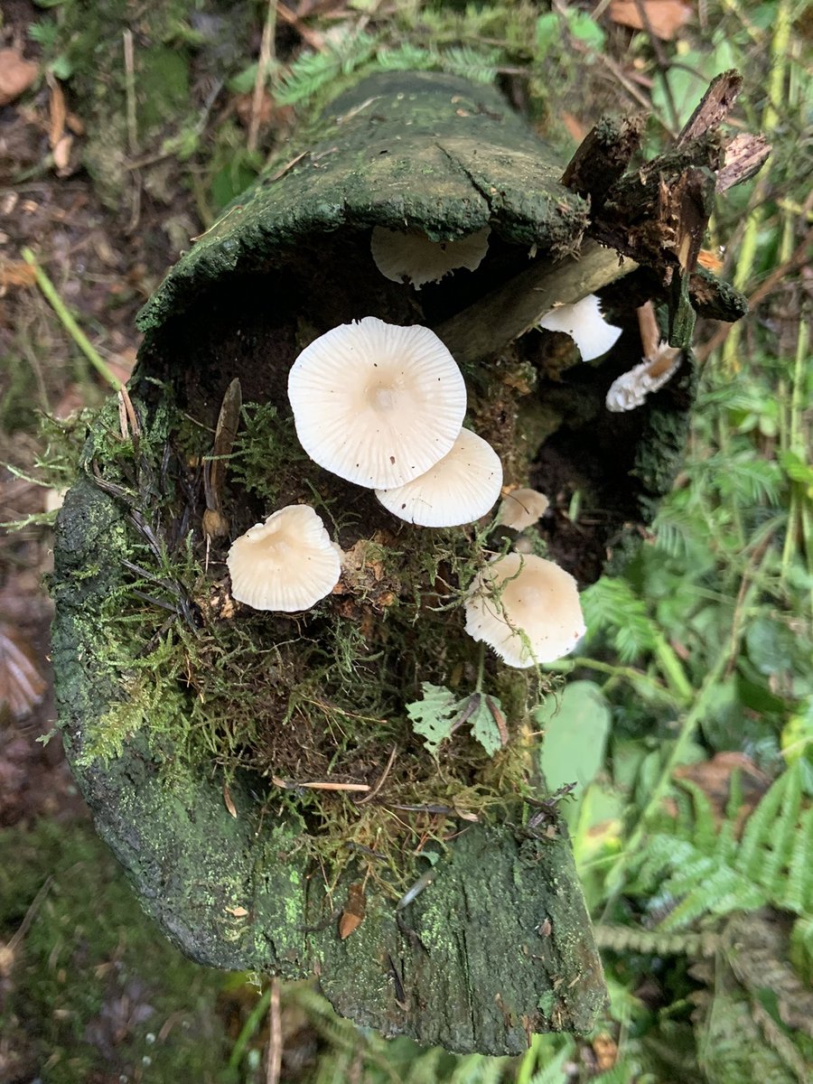 Rb1uck's tweet photo. @HelenmBradley1 @BrynnaWoods @WTSWW Spotted a Common Ink Cap, Porcelain fungus and a beautiful Amethyst Deceiver during volunteering at Bryngarw Park today. Great for the Bridgend Green Network walk on Nov 8th 👍🏼 @BryngarwPark https://t.co/yrdCL67scs