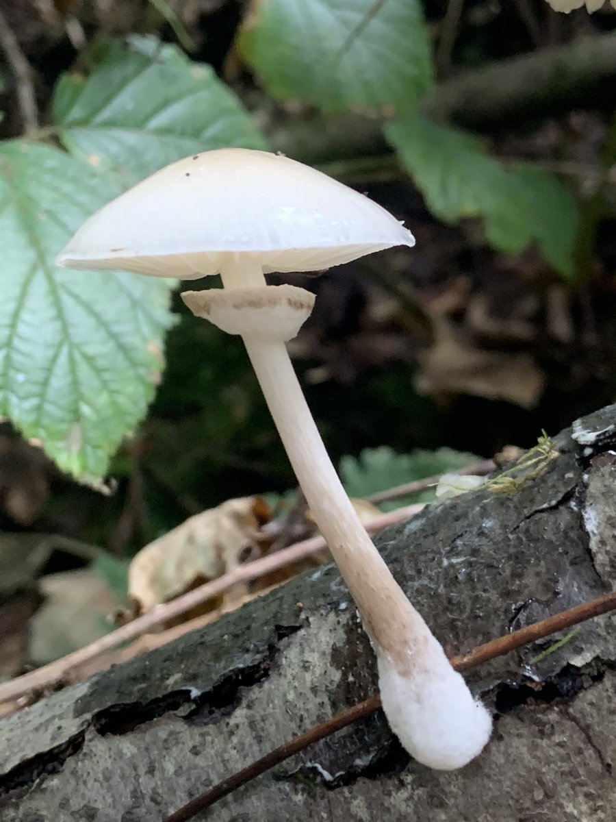 Rb1uck's tweet photo. @HelenmBradley1 @BrynnaWoods @WTSWW Spotted a Common Ink Cap, Porcelain fungus and a beautiful Amethyst Deceiver during volunteering at Bryngarw Park today. Great for the Bridgend Green Network walk on Nov 8th 👍🏼 @BryngarwPark https://t.co/yrdCL67scs