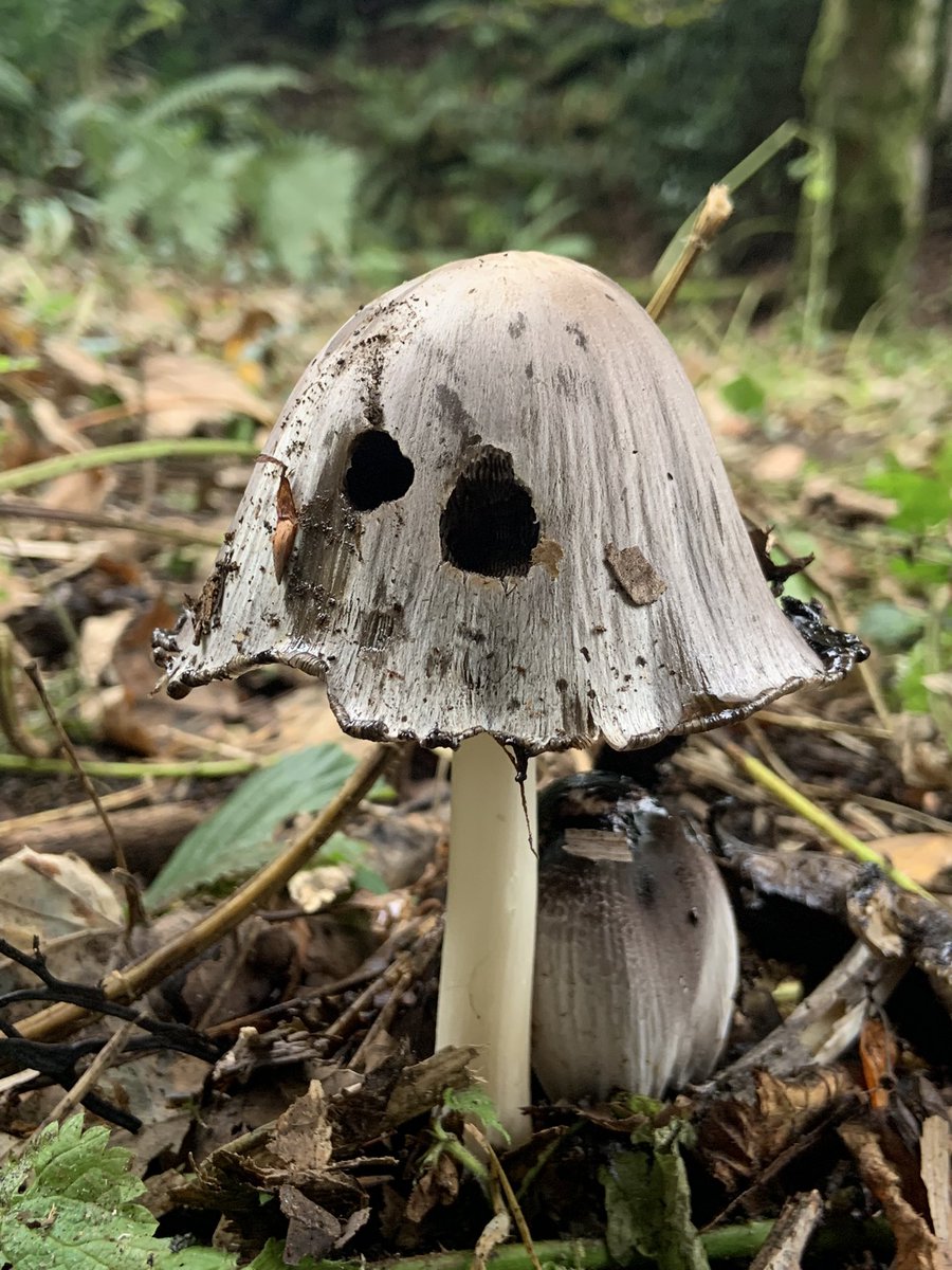 Rb1uck's tweet photo. @HelenmBradley1 @BrynnaWoods @WTSWW Spotted a Common Ink Cap, Porcelain fungus and a beautiful Amethyst Deceiver during volunteering at Bryngarw Park today. Great for the Bridgend Green Network walk on Nov 8th 👍🏼 @BryngarwPark https://t.co/yrdCL67scs