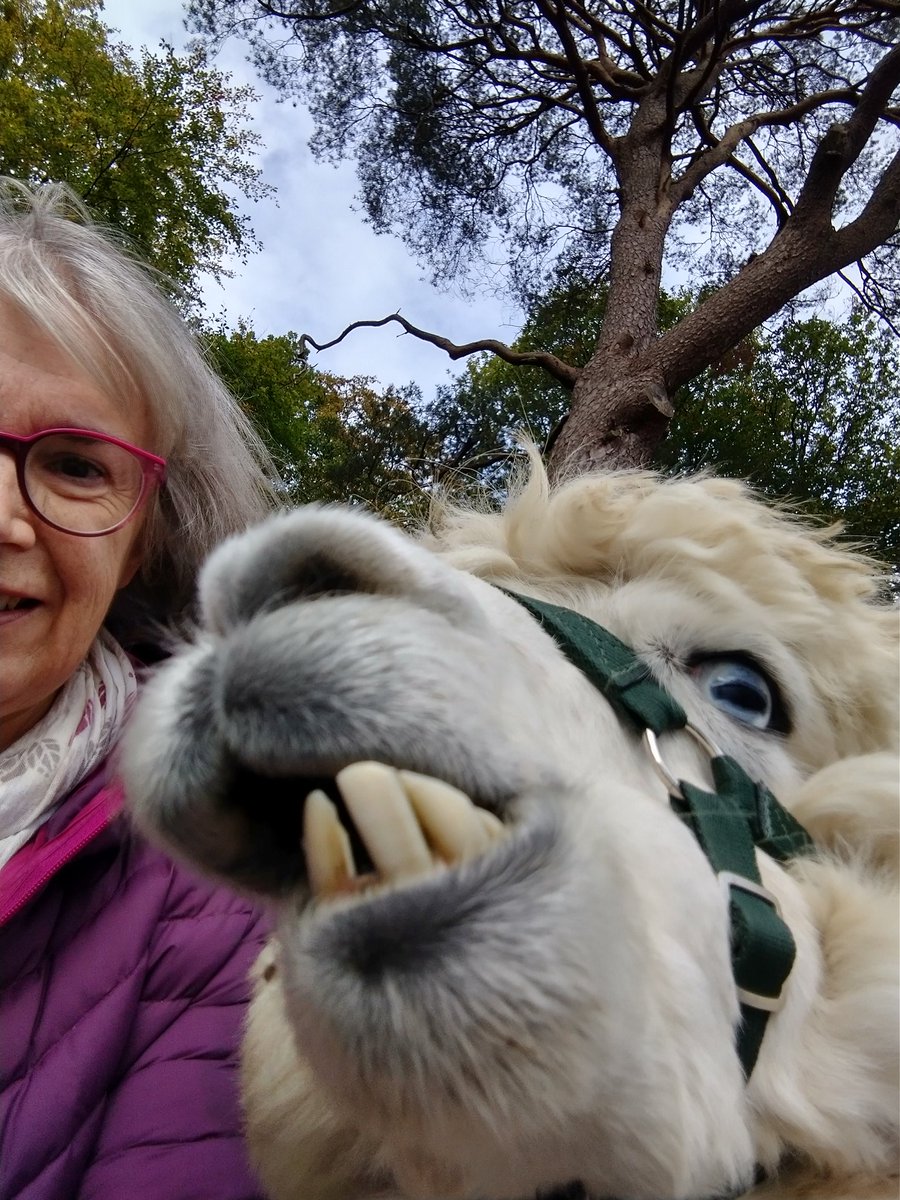 Ziggy &amp; me.... Fantastic morning strolling with alpacas in the beautiful Lingholm estate by the shores of Derwentwater <a href="/alpacaly/">Alpacaly Ever After</a>.