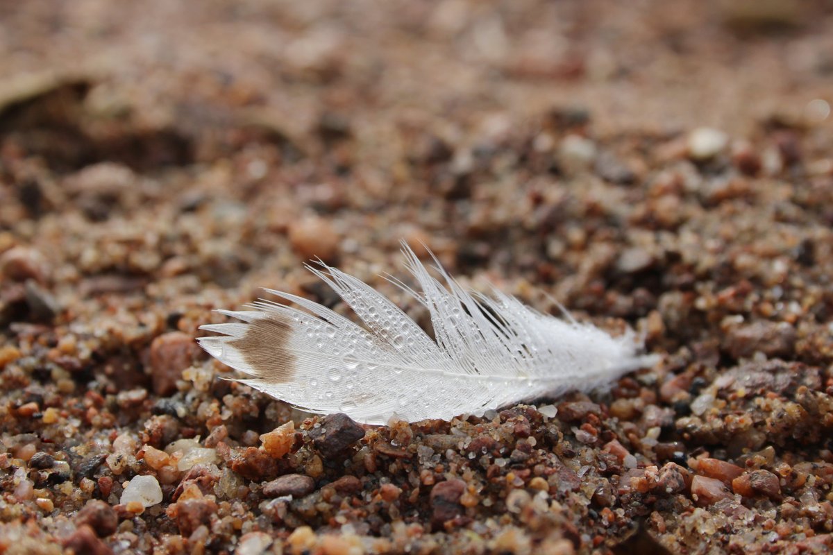 On the beach in Petawawa I found a feather that had a little heart on it. 🤎🪶