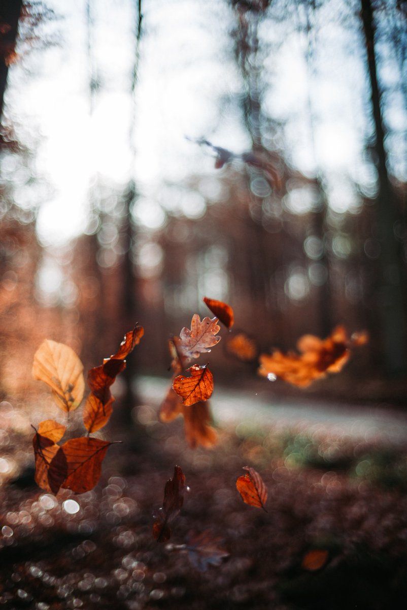 iternalnetworks's tweet photo. Do you love the colors of fall? Here are several fall foliage tracking apps to guide you where and when to see them.
#FallFoliageTracker #LeafTrackingApps #Nevada #LasVegas #Reno #Sparks #iTernalNetworks https://t.co/FkzLGhk8gD https://t.co/kqiiDWcIkI