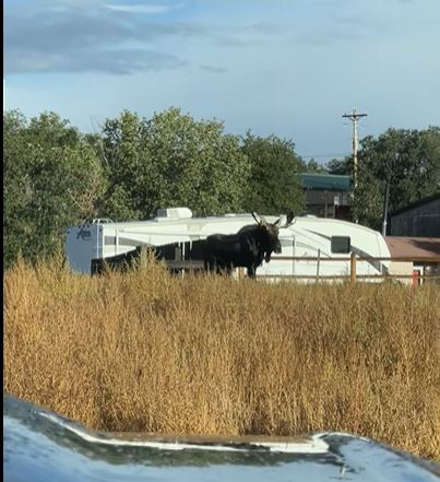 Moose sighting in northern NM, story coming up at 4:30