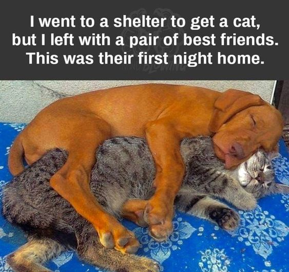 WholesomeMeme's tweet photo. https://t.co/PH6OOFYiiz