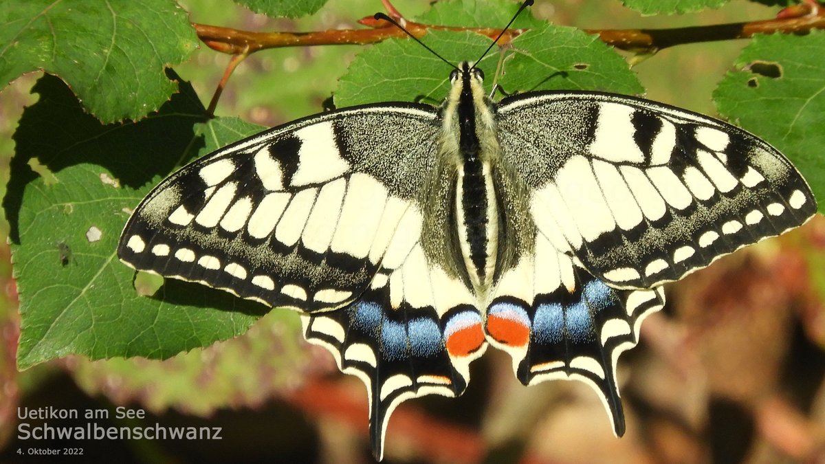 georggmuer's tweet photo. .#ProNatura22 #ColorfulNature
#LateSummerVibes 🍀 #AutumnVibes
🦋 #Schwalbenschwanz
#Swallowtail #Swallowtailbutterfly
#ButterflyLover #Butterfly #Papillon2022 #NikonEurope #NikonCoolpixB700 #WildeNachbarn #ZürcherWanderwege #GGMLive #CreateYourLight #ThePhotoHour #Moments2022 https://t.co/thbSqOMmXd