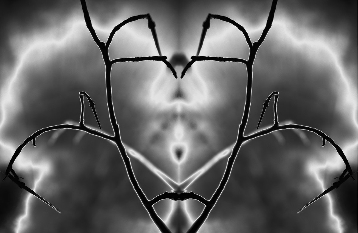 Lese Corrigan tweet media