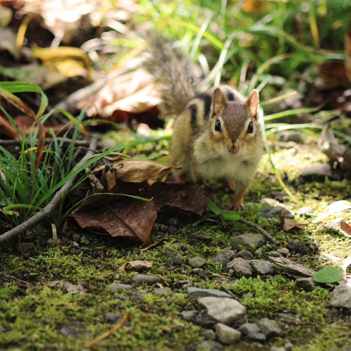 Now that the NCC paths are opening up again, the critters are extra friendly and curious.