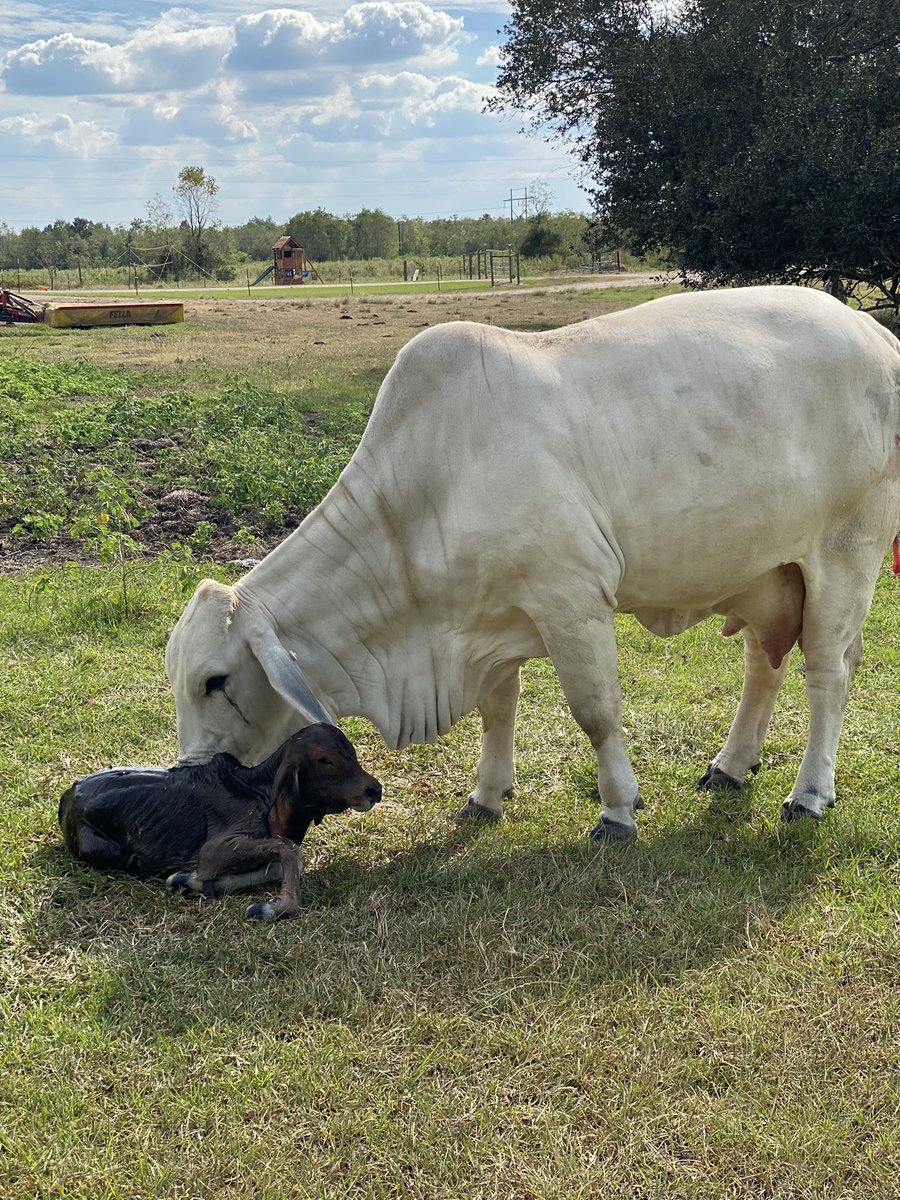 Rhondafonda1981's tweet photo. Been getting text updates the past hour about Addie’s BFF’s show heifer that was in labor… IT’S A GIRL!🥰🐮🙏 #calvingseason #Brahman #showcow https://t.co/gACZzpPJwP