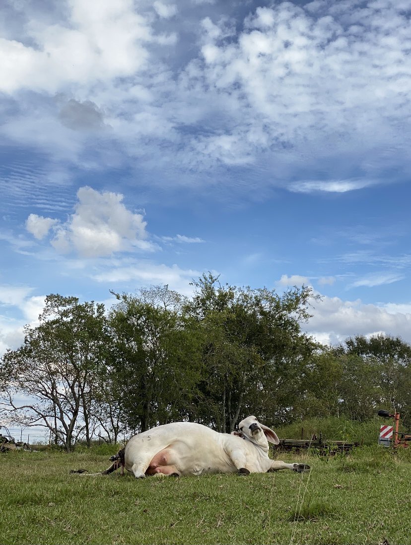 Rhondafonda1981's tweet photo. Been getting text updates the past hour about Addie’s BFF’s show heifer that was in labor… IT’S A GIRL!🥰🐮🙏 #calvingseason #Brahman #showcow https://t.co/gACZzpPJwP