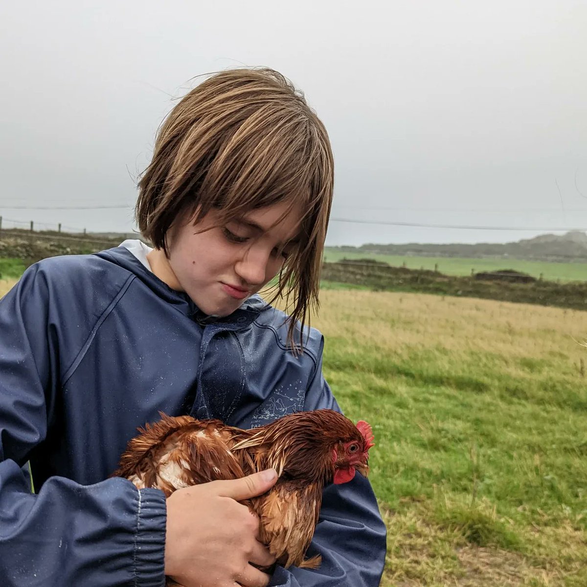 hpa-philip-lane-on-twitter-group-c-have-been-falling-in-love-with-the-chickens-at-treginnis-farm