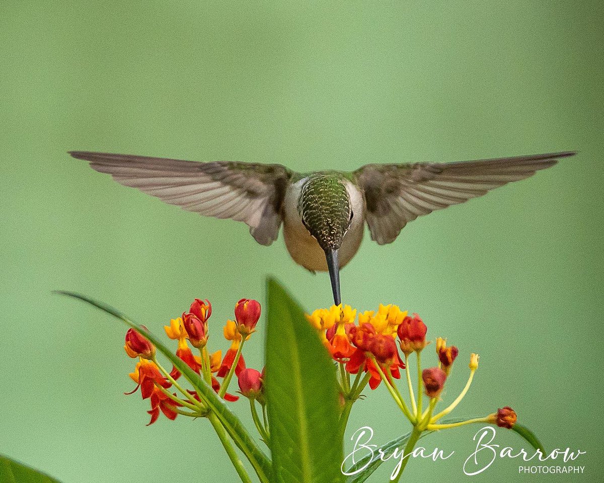 Bryan_Barrow_'s tweet photo. Everyone seems to be liking this image. I was capturing images of hummingbirds before they move on for the fall migration. #rusktx #fallmigration #hummingbird #nature #NaturePhotography #birdphotography #texas https://t.co/kYbTN3b586