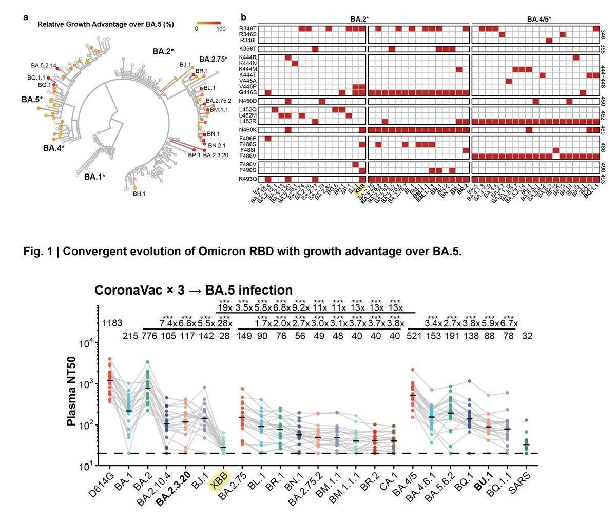 A couple of weeks ago BA.2.75.2 was shown to be the most immune evasive variant seen to date and replicated. That's now been surpassed by XBB, which is predicted here may challenge BA.5 bivalent vaccine protection biorxiv.org/content/10.110… by @yunlong_cao and colleagues