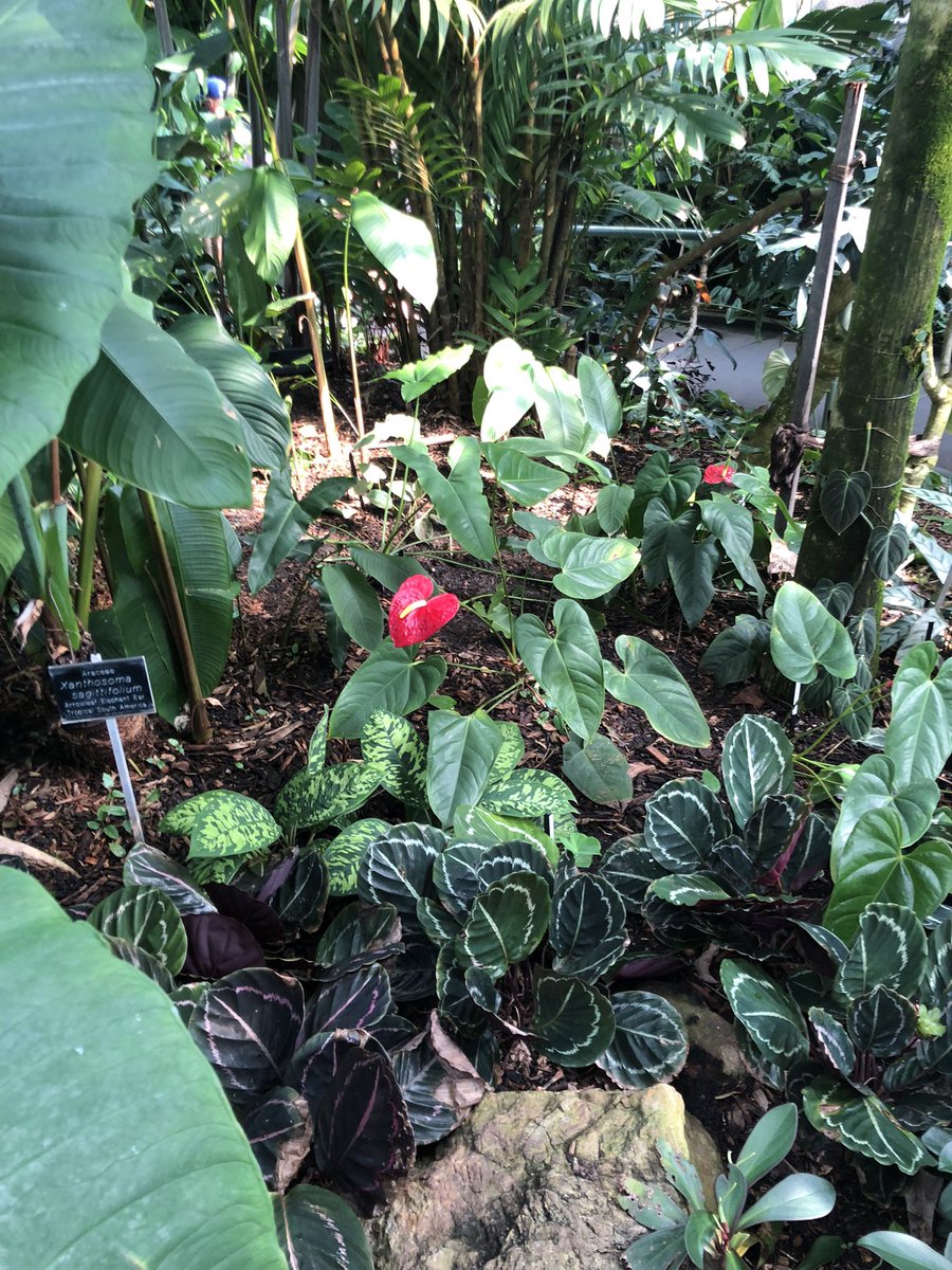 Vivystravels's tweet photo. Some more pics of these beautiful gardens. It’s well worth a visit for all garden lovers 🪴👩🌾🌱💕
#botanic #botanicgardens #explore #day #gardens #japanesegardens #love #plants #mtcootha #visitqld #brisbane #qld https://t.co/DAypd52Rgv