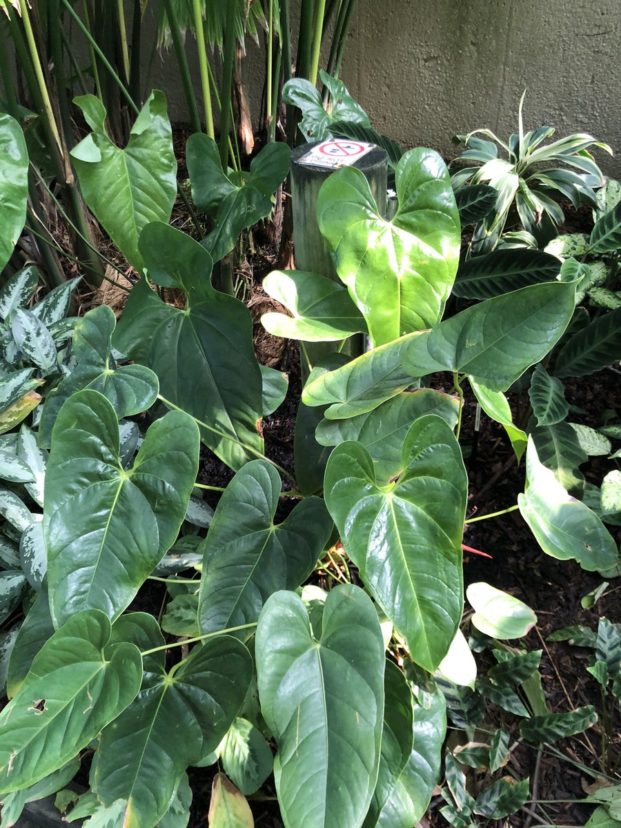 Vivystravels's tweet photo. Some more pics of these beautiful gardens. It’s well worth a visit for all garden lovers 🪴👩🌾🌱💕
#botanic #botanicgardens #explore #day #gardens #japanesegardens #love #plants #mtcootha #visitqld #brisbane #qld https://t.co/DAypd52Rgv