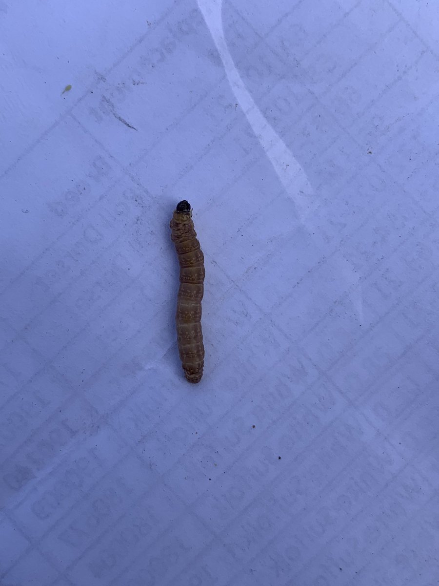 Campbell Wilson tweet media