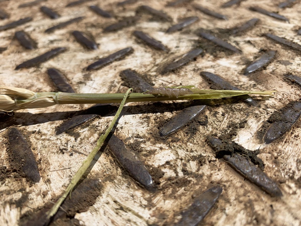 Campbell Wilson tweet media