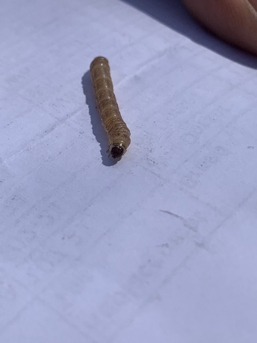 Campbell Wilson tweet media