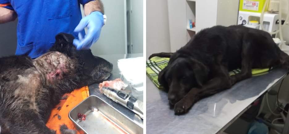 Que harás con tu libertad? Salvarlos a ellos 🐱🐶 tweet media