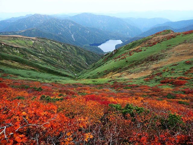 alpainski's tweet photo. 大朝日岳～竜門山～狐小屋まではまだ今一つの紅葉の様だが、以東岳～オツボ峰～茶畑山方面は実に見事な紅葉で、以東岳から見る大朝日岳方面の主稜線を上回る素晴らしい光景だった。＃朝日連峰＃以東小屋＃以東岳＃大鳥池https://t.co/oeSPa5fIxY https://t.co/TII34Xxc6r