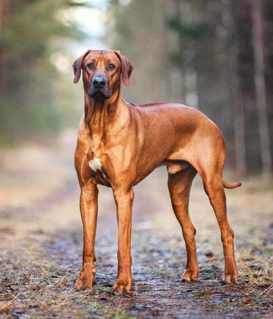 JulieParker144's tweet photo. Discover The Beautiful Pups of Africa
Many African dog breeds have similar characteristics, which link them back to their ancient origins.
https://t.co/LB3cJ35ro6 #Dogland #Puppies #Africa #AfricanDogs https://t.co/Ts1Rf76WSI