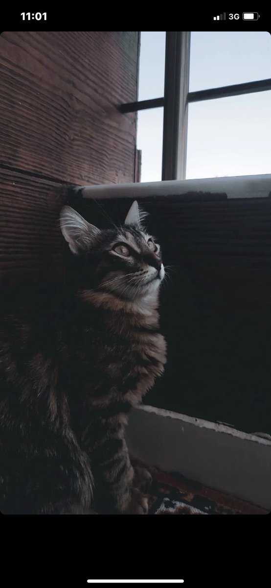 sizi çok seviyorum dostlarım🤍
#4EkimHayvanlarıKorumaGunu