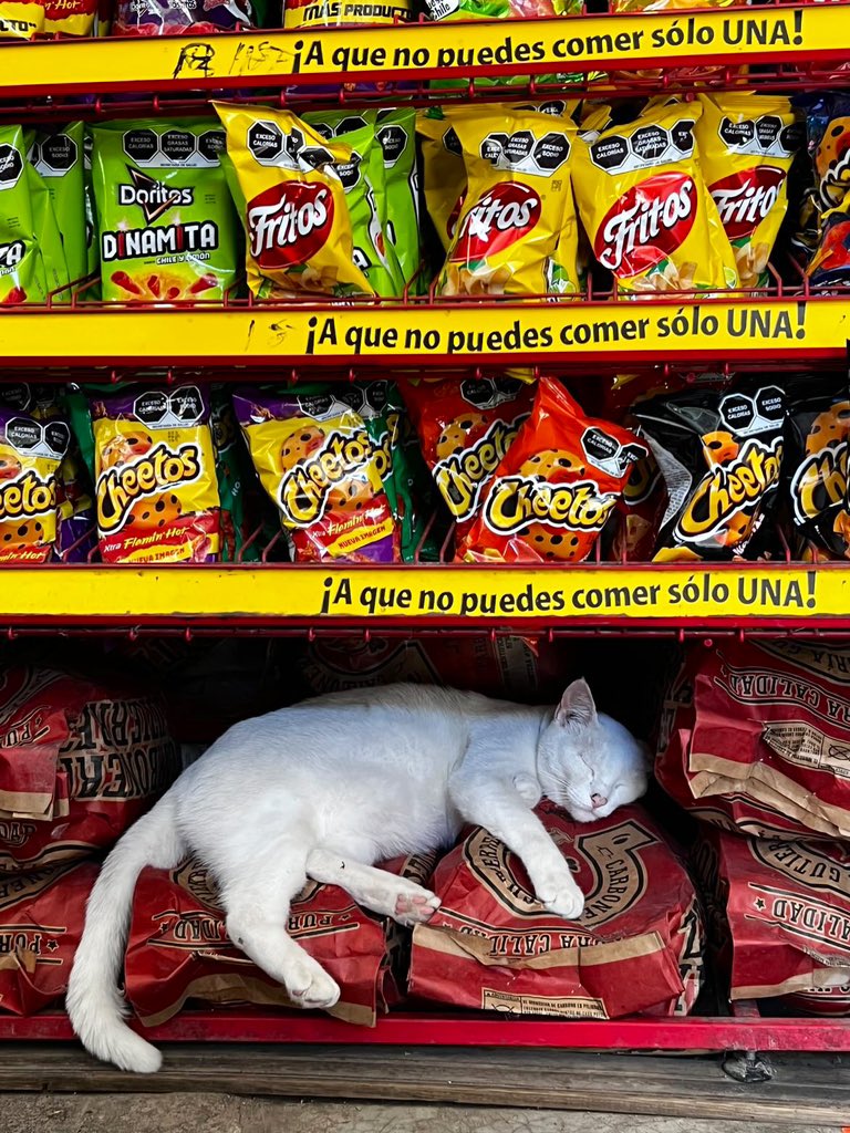 Bodega Cats tweet media