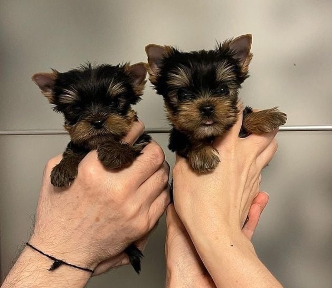 Stephan27294474's tweet photo. Teacup Yorkie puppies Available.

#yorkie #yorkshire #yorkshireterrier #terrier #feature #yorkiesofinstagram #york #yorkielove #yorkies #yorkielife #morkie #yorkiegram https://t.co/1nR6GaP2Zz