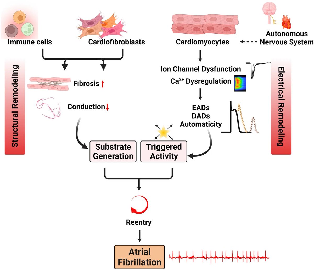 A comprehensive review on mouse models of spontaneous #AtrialFibrillation. @joshua_A_keefe @XWehrens @svetlana_reilly link.springer.com/article/10.100… @BCM_CVRI @BCMFromtheLabs