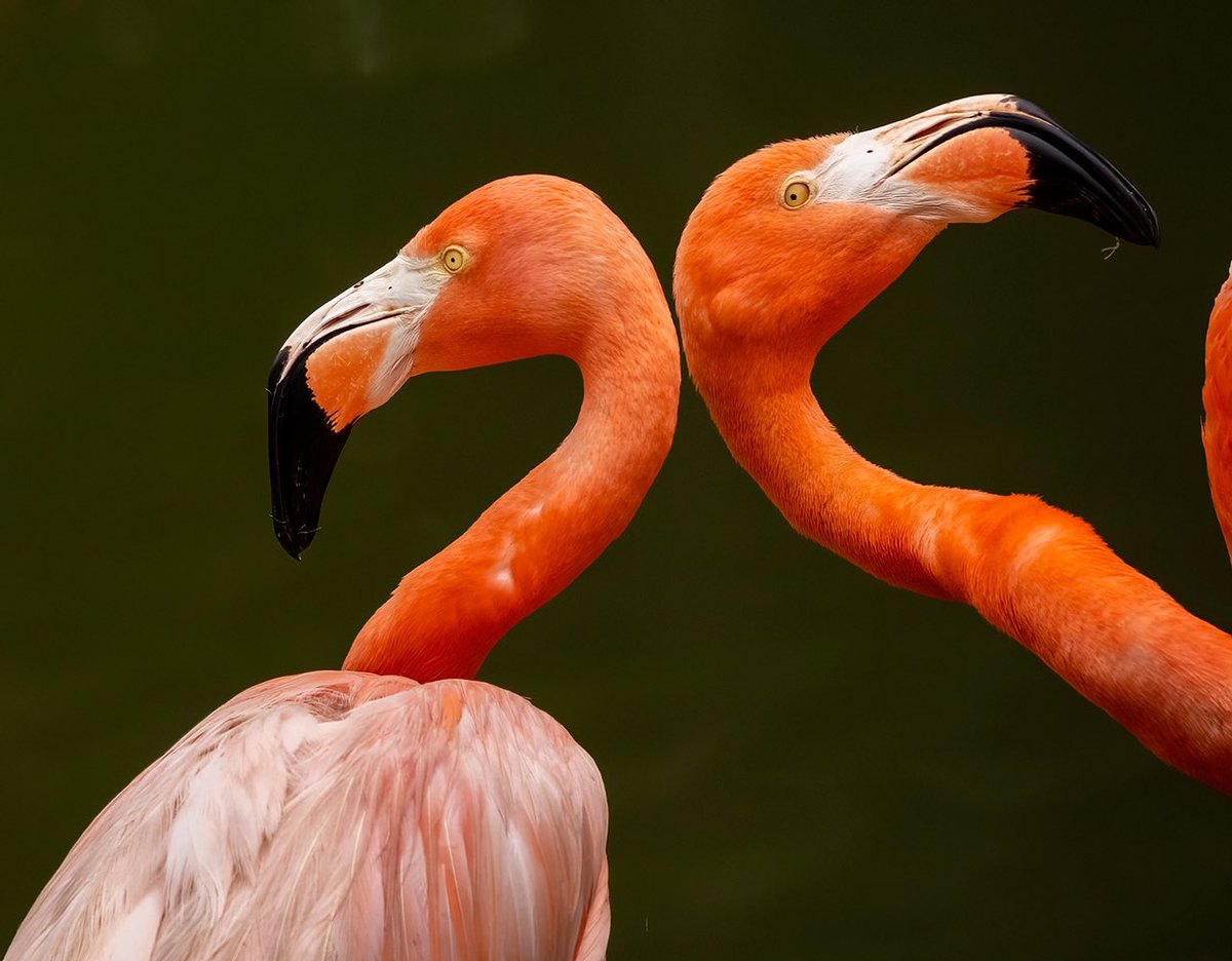 wakelivingmag's tweet photo. We love @sylvanheights 🫶🏻This park, in Scotland Neck, NC, boasts the world’s largest waterfowl collection and the is home to more than 2,000 birds from around the world. 🤗 Read about the on our website.

https://t.co/f2nwXgZ4u5

#birdphotography #birdwatching https://t.co/1qXiPUkBnN