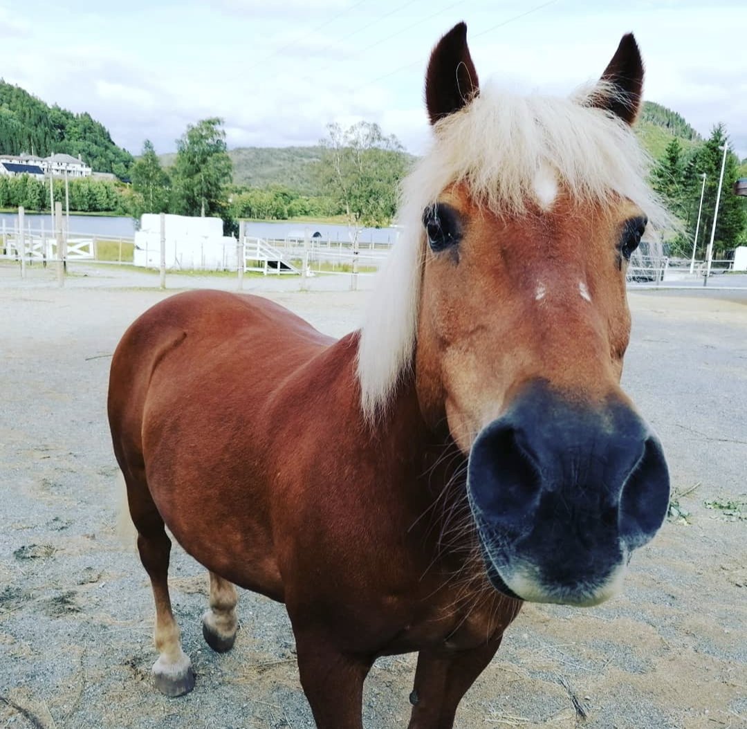 Sigurbjörn Markússon tweet media