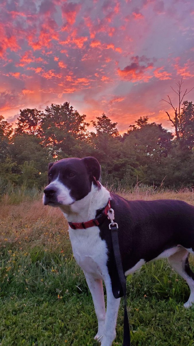 RantingChef1's tweet photo. @MarkJWeather This is Lenny. Taken late August by Danny Liggett. https://t.co/PM9cIAfmXx