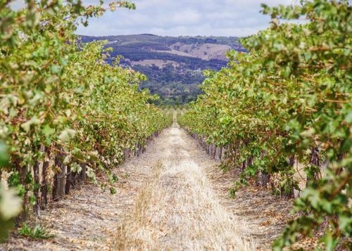 binwiseinc's tweet photo. The best climate for growing wine grapes can be found all around the globe, where's the closest spot near you? Find out in our article below! 

https://t.co/FlBwnZylvL

#alcoholindustry #b2b #barandrestaurantowner #barinventory #wine #beverageindustry https://t.co/Y1EKJc04eX