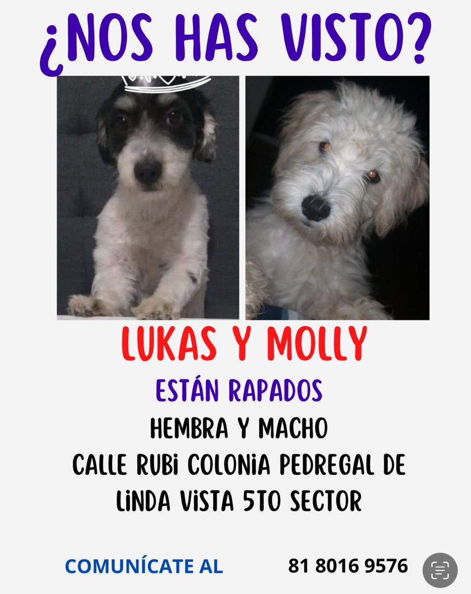 SE BUSCAN!!! la última vez los vieron en avenida Miguel Alemán y Acapulco
Su familia los busca 
Informes 8180169576 <a href="/Cicmty/">CIC</a> <a href="/JudithMedrano/">Judith Medrano</a> <a href="/ctcastelo/">Claudia Tapia Castelo</a> <a href="/prodanmty/">Prodefensa Animal AC</a> <a href="/UnidosBienNL/">Unidos por el Bienestar Animal N.L.</a> <a href="/Mascotasresgmty/">Mascotas Resguardadas Monterrey, Nuevo León</a> <a href="/ceciliardz/">Cecilia Rodríguez</a> @