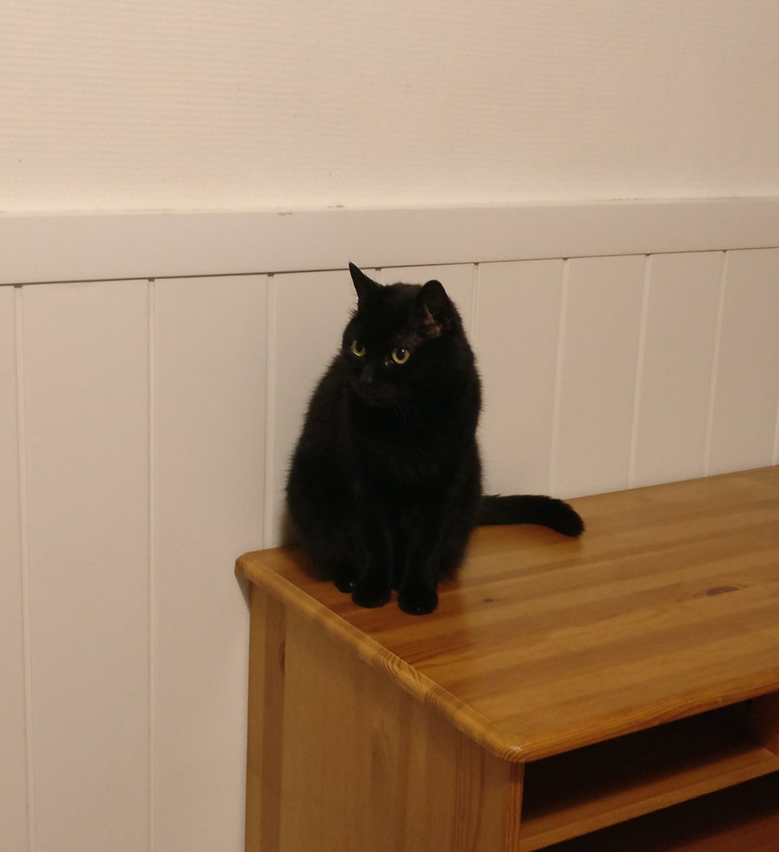 estamini's tweet image. C'est Nouchka. Elle a 14 ans, on ne connait pas son histoire parce qu'elle a été de refuge en refuge avant d'arriver à la maison. Elle se méfiait des humains

Maintenant elle adore les câlins dans des plaids, jouer avec des fils et faire des puzzles 

@raiv_kcode