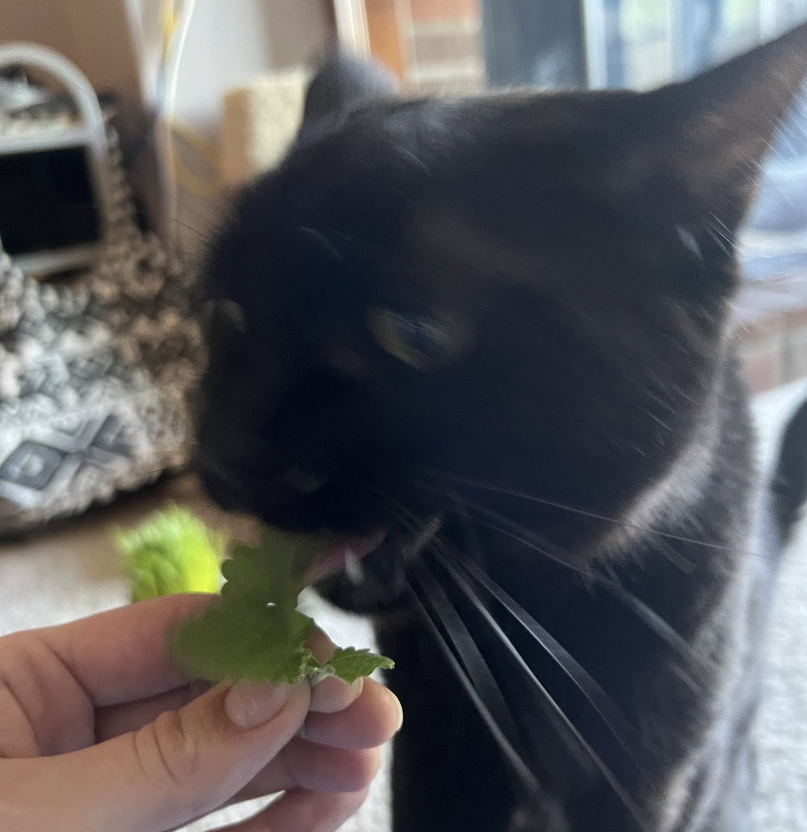 CATNIP CRONCH