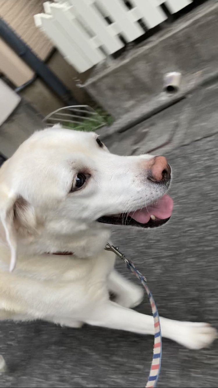 白い犬 Twitter Search Twitter