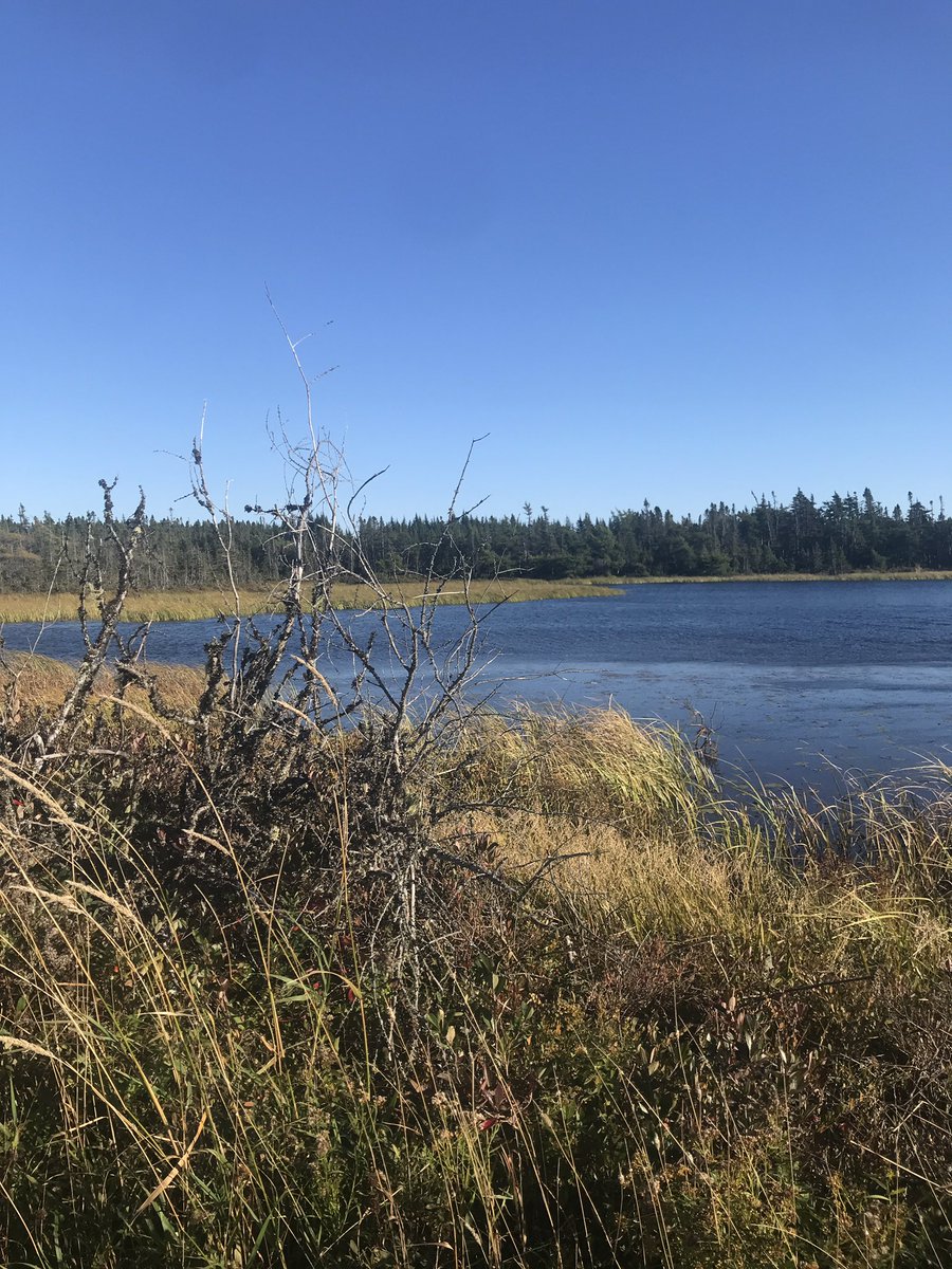 Codner_437's tweet photo. What a beautiful evening for a walk around Three Corner Pond Park trail @torbaynl . Fresh air and sunshine is so good for my soul #beautifulTorbay #mentalhealth https://t.co/p0CoyA9Gsf