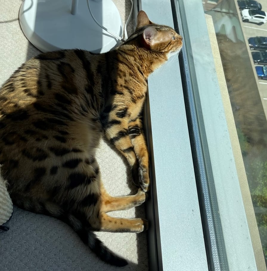 AvantApts's tweet photo. Our October Fur Baby of the Month is Henry 8! This sweet little fur baby loves his sunshine naps and will be receiving a little gift box of toys! https://t.co/tbNI1qRhas