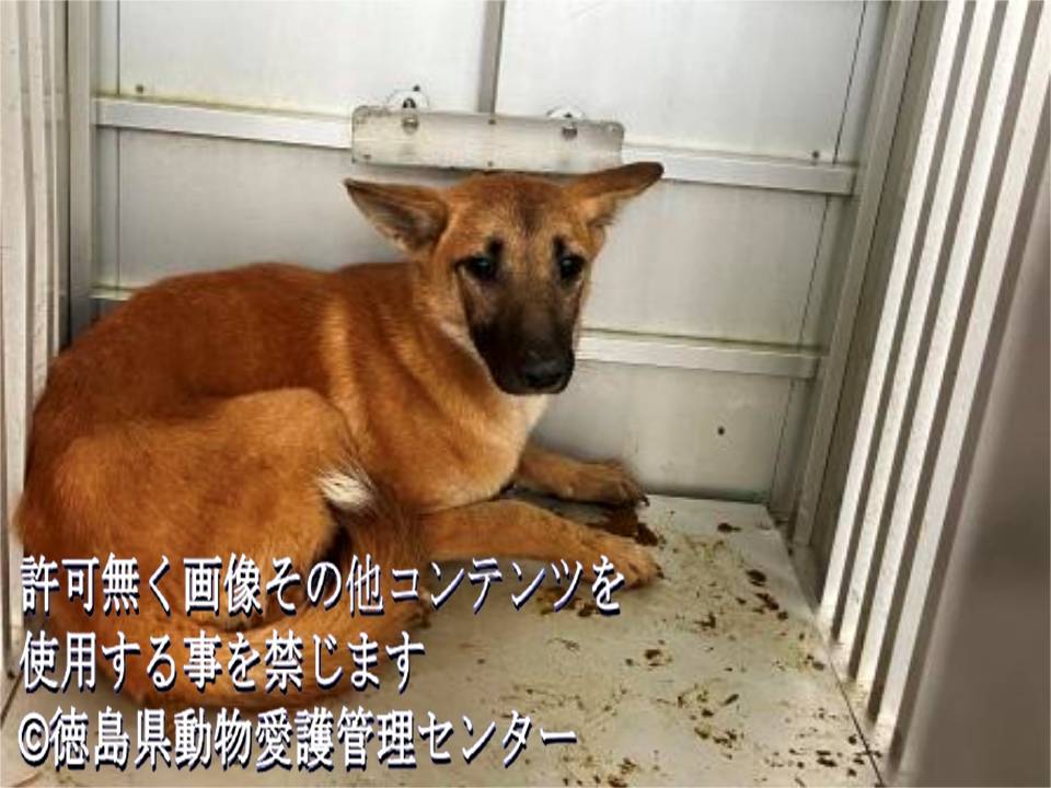 Vector 🇯🇵🇹🇼（六四天安門） on Twitter 