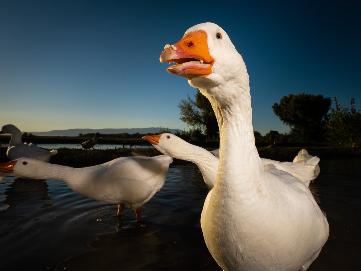 DuckFoodBot's tweet photo. after having a snack, for how long is Bill happy?

(retweet to send noms https://t.co/bCx4zPvQWf) https://t.co/6JPAyk3wDB