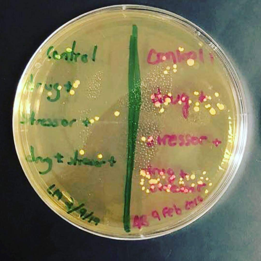 TRIPInitiative's tweet photo. Fruit flies, maggots, and bacteria - oh my! Today at TRIP, we're celebrating our #spooky #science projects.

Check out some of the research that our #highschool #scientists have performed: https://t.co/q3OLsLRPBC https://t.co/gDIuYry7gc