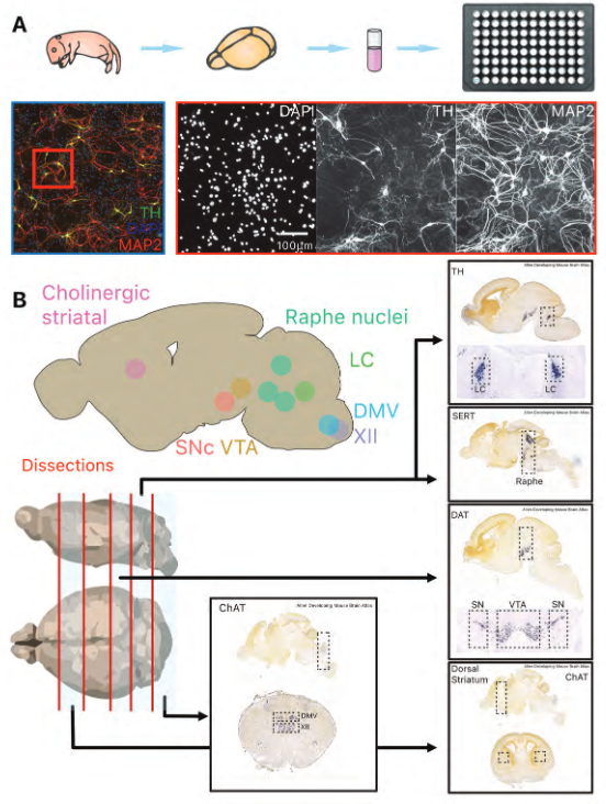 ScienceofPD's tweet photo. Using primary mouse cells, @smoburke &amp; @LouisTrudeau find that certain types of neurons (that are differential more vulnerable in #Parkinsons) are endowed with larger axonal domains, which are more complex &amp; have more axonal varicosities
https://t.co/PtCIAsfum5 https://t.co/BnqE8H6m9X