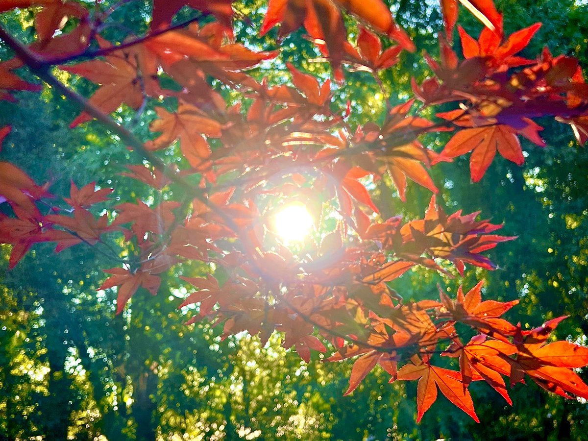 JosephHill3794's tweet photo. Autumn Sunlight☀️🍁
Photo By: Joseph Hill🙂📸☀️🍁
#Sunlight #autumnsunlight #Autumn #leaves #tree #autumncolors #colorful #beautiful #peaceful #nature #daylight #sunnyday #daytime #afternoon #autumnvibes #autumnphotography #SouthernPinesNC #October https://t.co/RysUw0UzFm