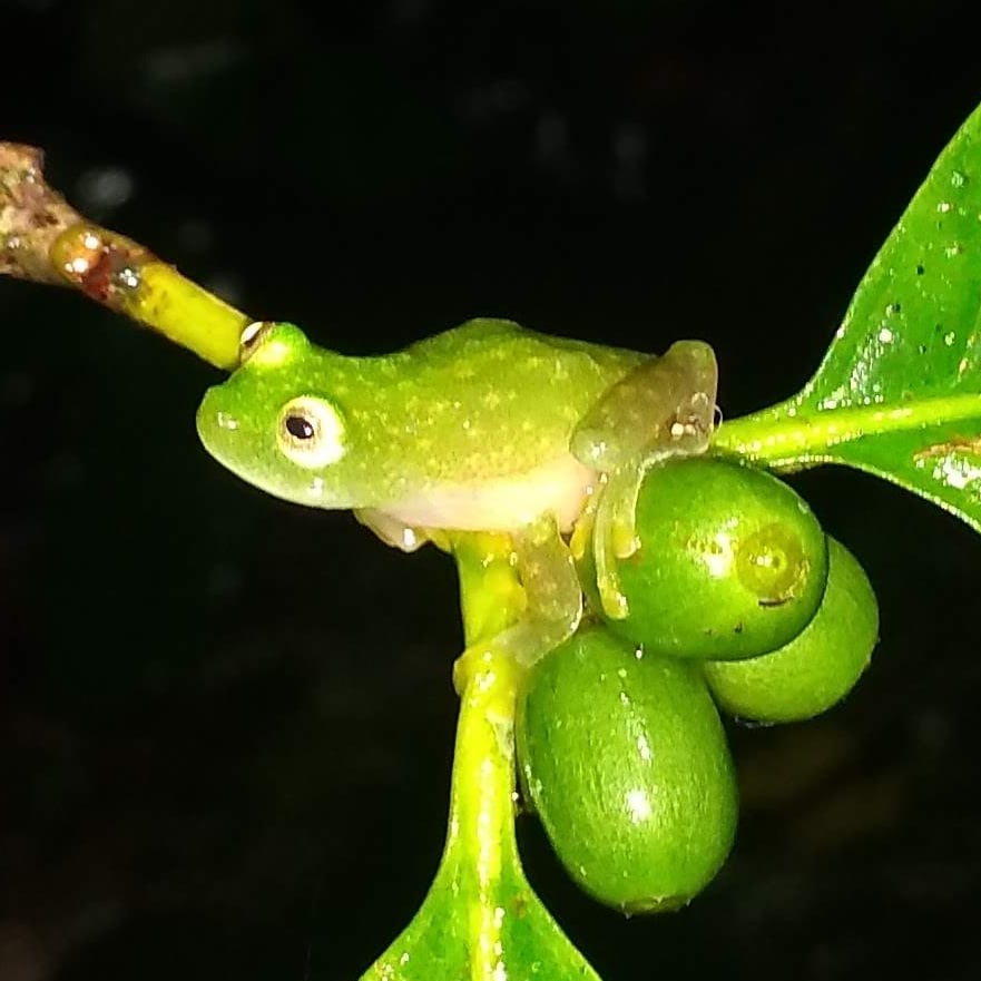 palancoatl's tweet photo. Rana de cristal

Hyalinobatrachium viridissimum

Ranas de 25 mm. Su vientre es translúcido. De hábitos nocturnos y arboricolas. Se le puede encontrar desde Guerrero y Veracruz en México hasta Honduras.

#Palancoatl #Hyalinobatrachium #Hyalinobatrachiumviridisdimum
#rana https://t.co/iLq8h4lg89