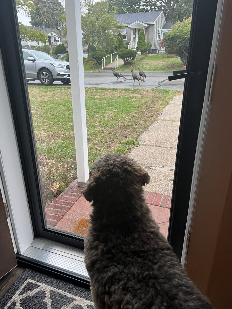 LydSmith's tweet photo. Turkeys are back, full grown, and we are triggered https://t.co/265FjMpAuw