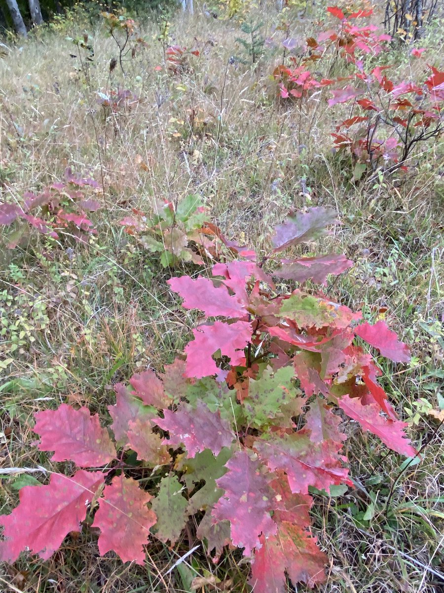 Standing in a future oak forest. 
25 baby oaks showing their hall colors underfoot.
