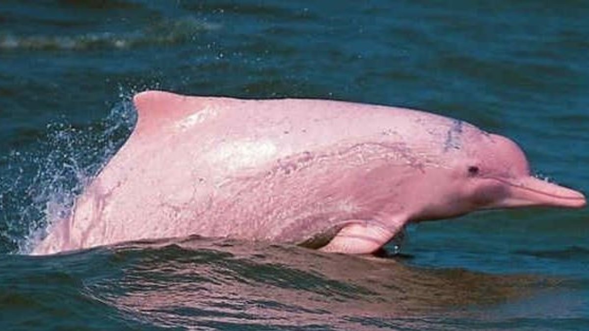 equaventours's tweet photo. 🐬Si de animales fascinantes y exóticos de la fauna amazónica ecuatoriana se trata, el delfín rosado está en los primeros lugares 💙 https://t.co/7uxkuJvNRj