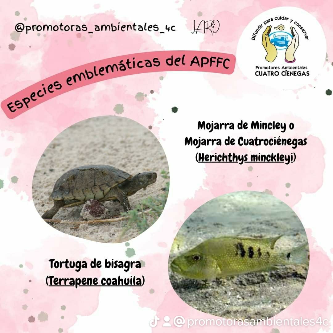 promotoras4c's tweet photo. Celebramos el Día Mundial de los Animales, recordemos que dentro de nuestra Área Natural Protegida contamos con una gran variedad de fauna, a la cual debemos de proteger y respetar
#cca4c #pa4c #ConservarParaVivir #promotorasambientales4c #apffc #CONANP #cuatrocienegas https://t.co/V8wn54hdQb