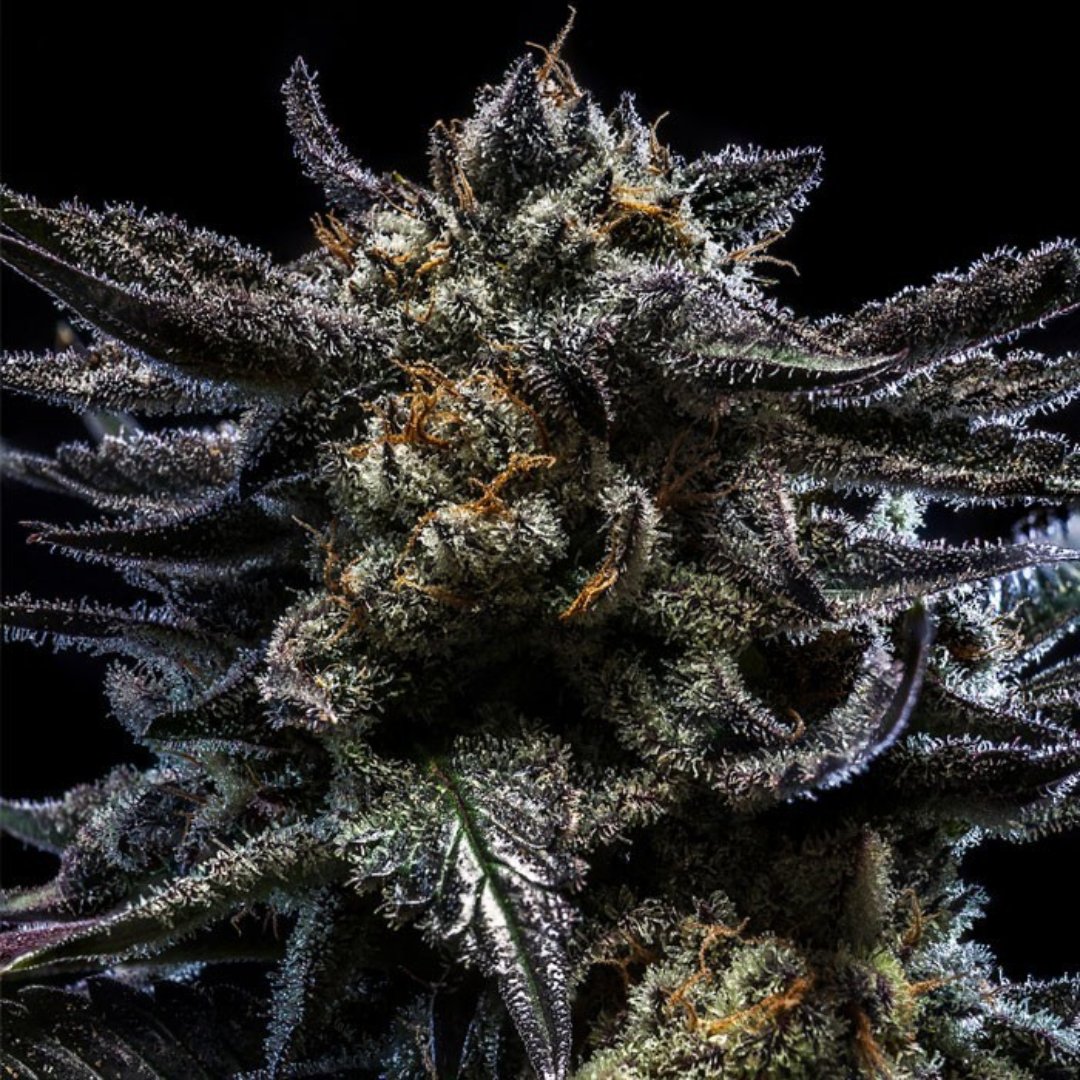 utmmj_org's tweet photo. Get yourself through October with Zombie Kush, a hybrid strain known for notes of citrus and earthiness — perfect for a witch's brew. What scary movie would you pair with this spooky strain? 🧟 https://t.co/BkaW4QDvoB
