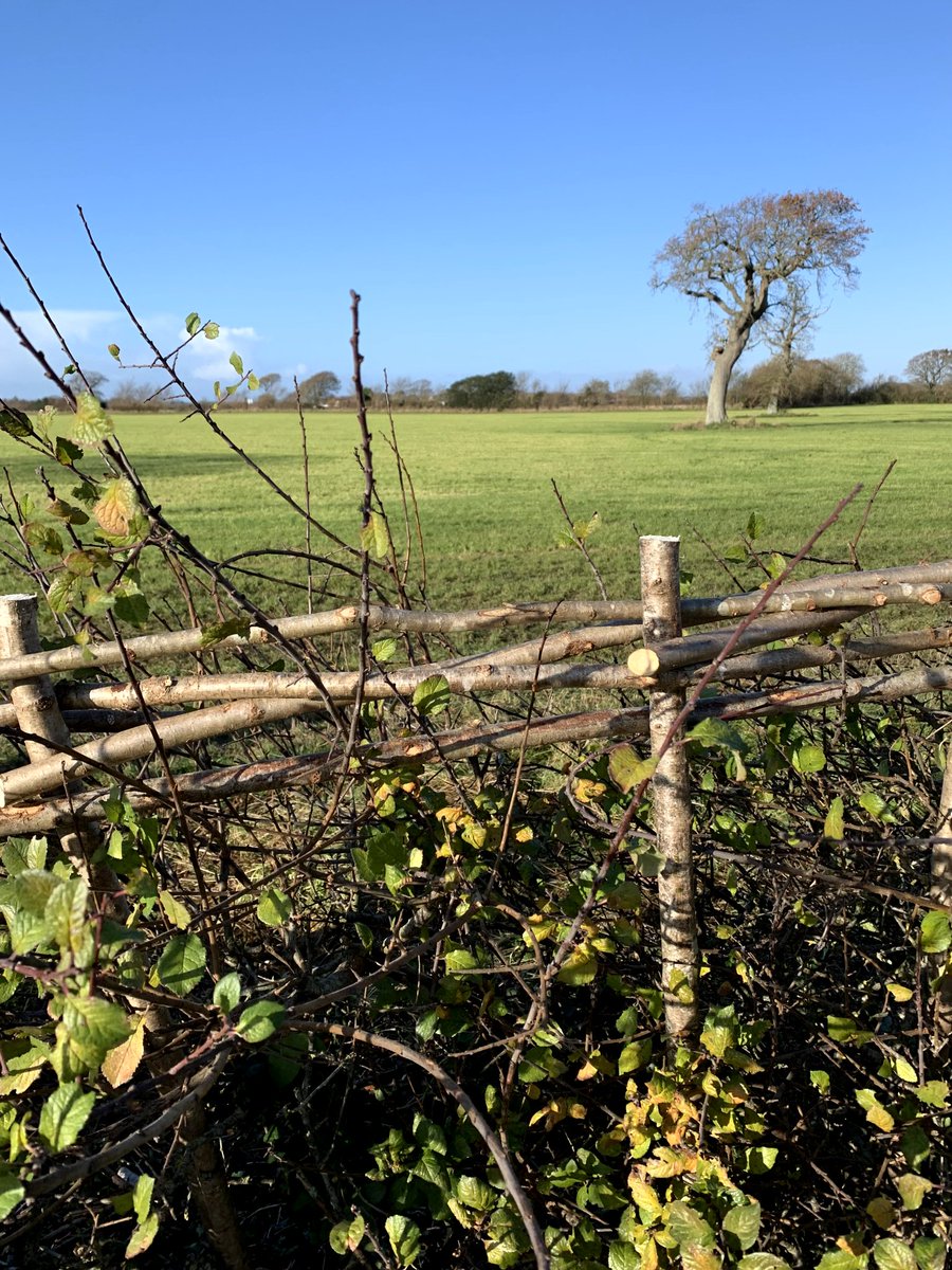 Announcing our FREE ONLINE talk by Nigel Adams, hedgerow expert, experienced hedge-layer.

** Hedgerow Management for Healthy Hedges **

6:00 - 8:30 pm Tuesday 18th October

To BOOK YOUR TICKETS follow this  link: cprehampshire.org.uk/news/hedgerow-…

#FREE #onlinetalk #hedge #conservation